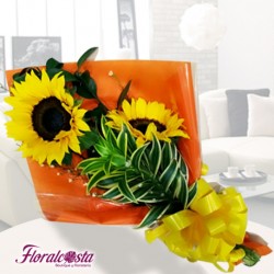 Melodía de Girasol