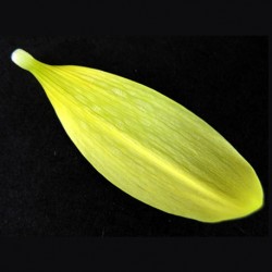 petalo